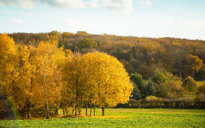 Woodland & Hedgerows
