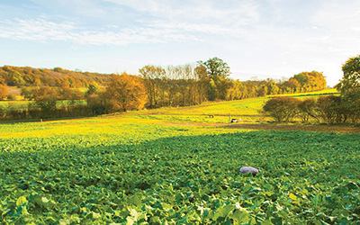 Chaldean Estate Autumn